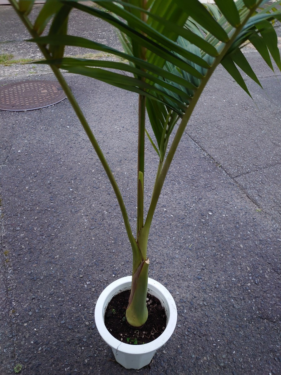 花、園芸 観葉植物 ヤシ | tridayaonline.com