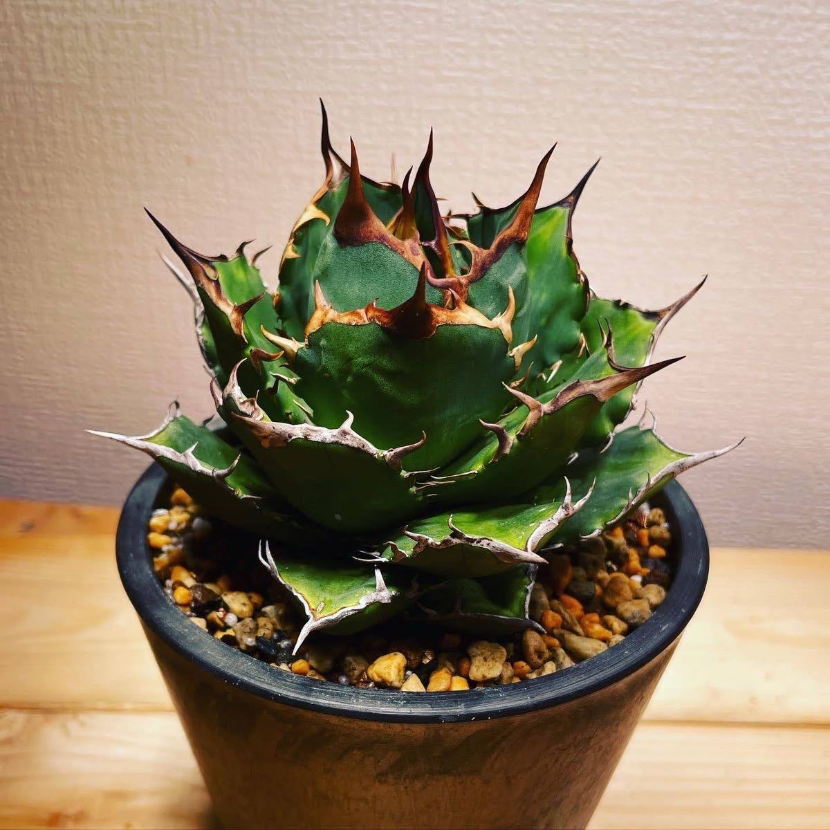 子株】発根済み アガベ チタノタ FO-076 【lilplants】 fabrica1900.ge