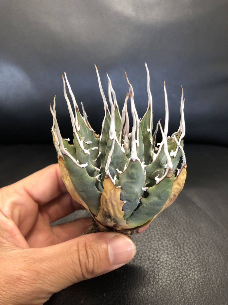 77 アガベ ユタエンシス エボリスピナ 美株 植物 | endageism.com