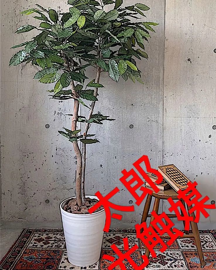 光触媒 人工観葉植物 ウォールグリーン フェイクグリーン コーヒーの木