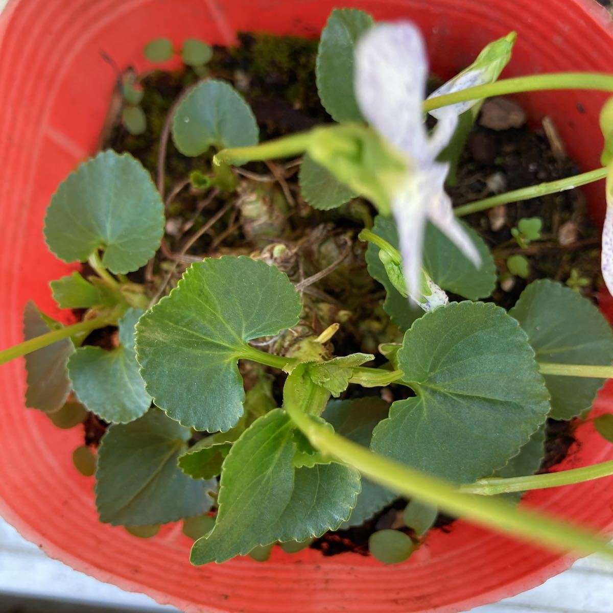 宿根ビオラ☆ビオラフレックス　吹っかけスミレ☆ピンク棒☆1ポット☆大株☆沢山の花が咲きます☆8/5こぼれ種も発芽してお得！☆残6_画像4