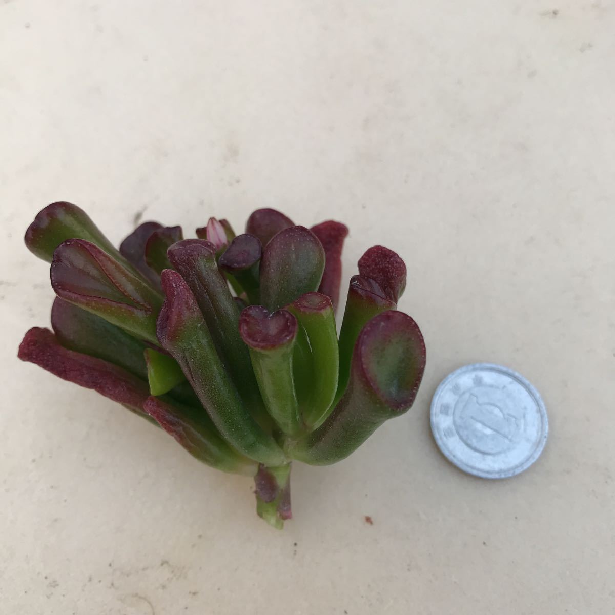 多肉植物 ☆ゴーラム 宇宙の木☆カット苗☆大 | www.debbiejorde.com