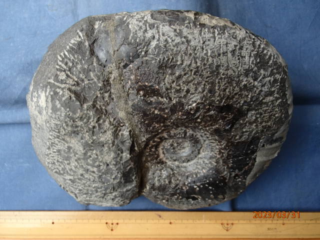 〇化石標本　パキディスカス　アワジエンシス(B)_画像3