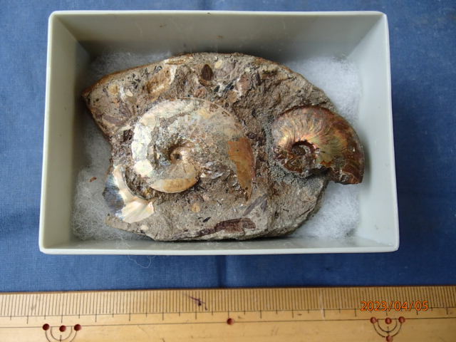 〇化石標本 メタプラセンティセラス(遊色化石)の画像1