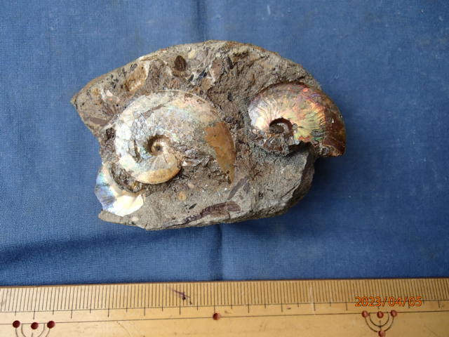 〇化石標本 メタプラセンティセラス(遊色化石)の画像2