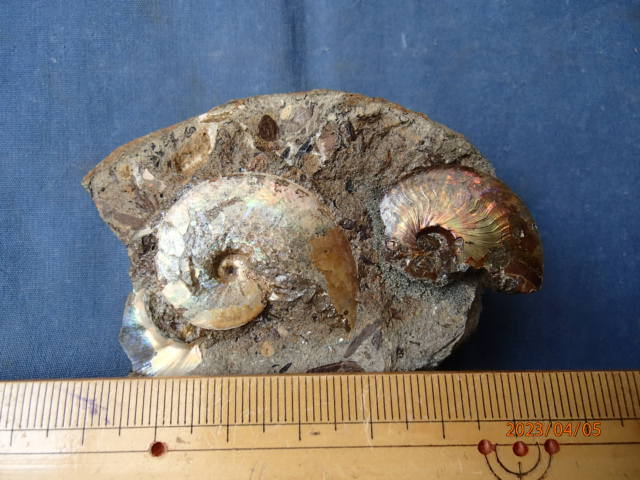 〇化石標本 メタプラセンティセラス(遊色化石)の画像3