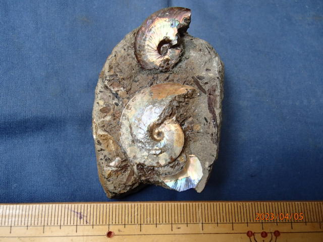 〇化石標本 メタプラセンティセラス(遊色化石)の画像6