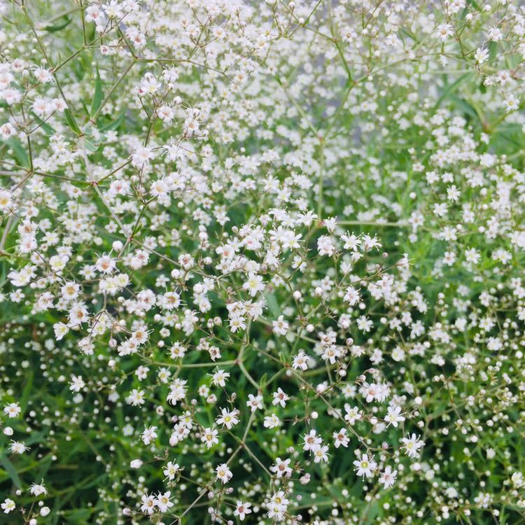 3種の花種セット 百日草花色ミックス種+ムギワラギク花色ミックス種+ホワイトかすみ草種_画像8