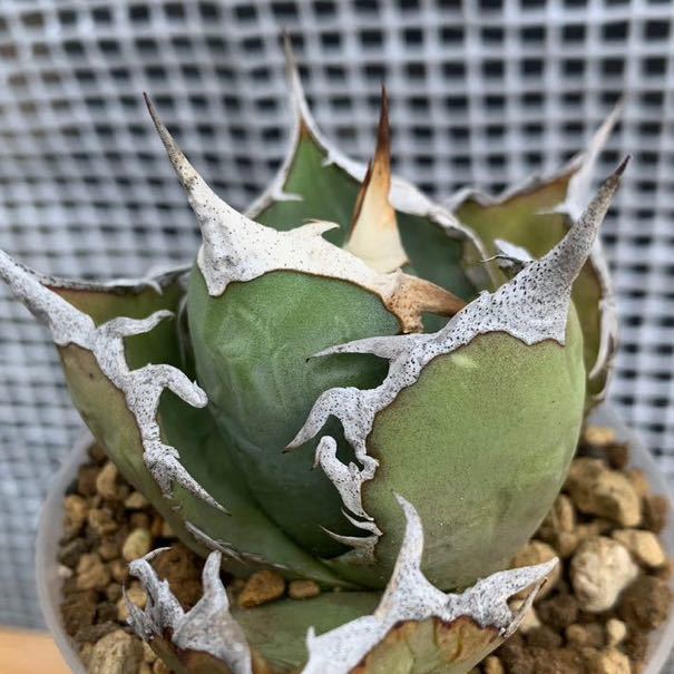 Agave Titanota アガベ チタノタ 逆鱗 カキコ アガベ | lapassubang