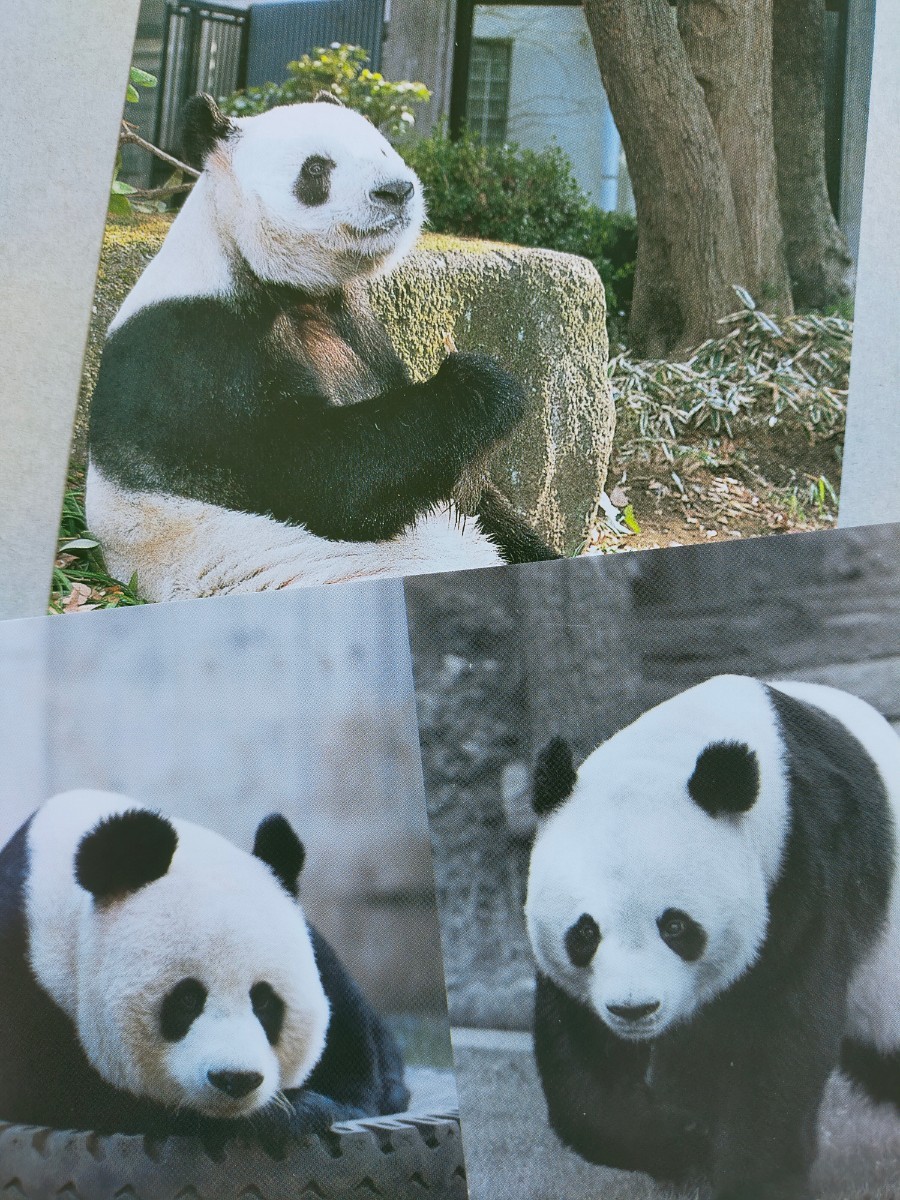 上野動物園 ◇歴代パンダ◇ポストカード◇カンカン ランラン◇上野