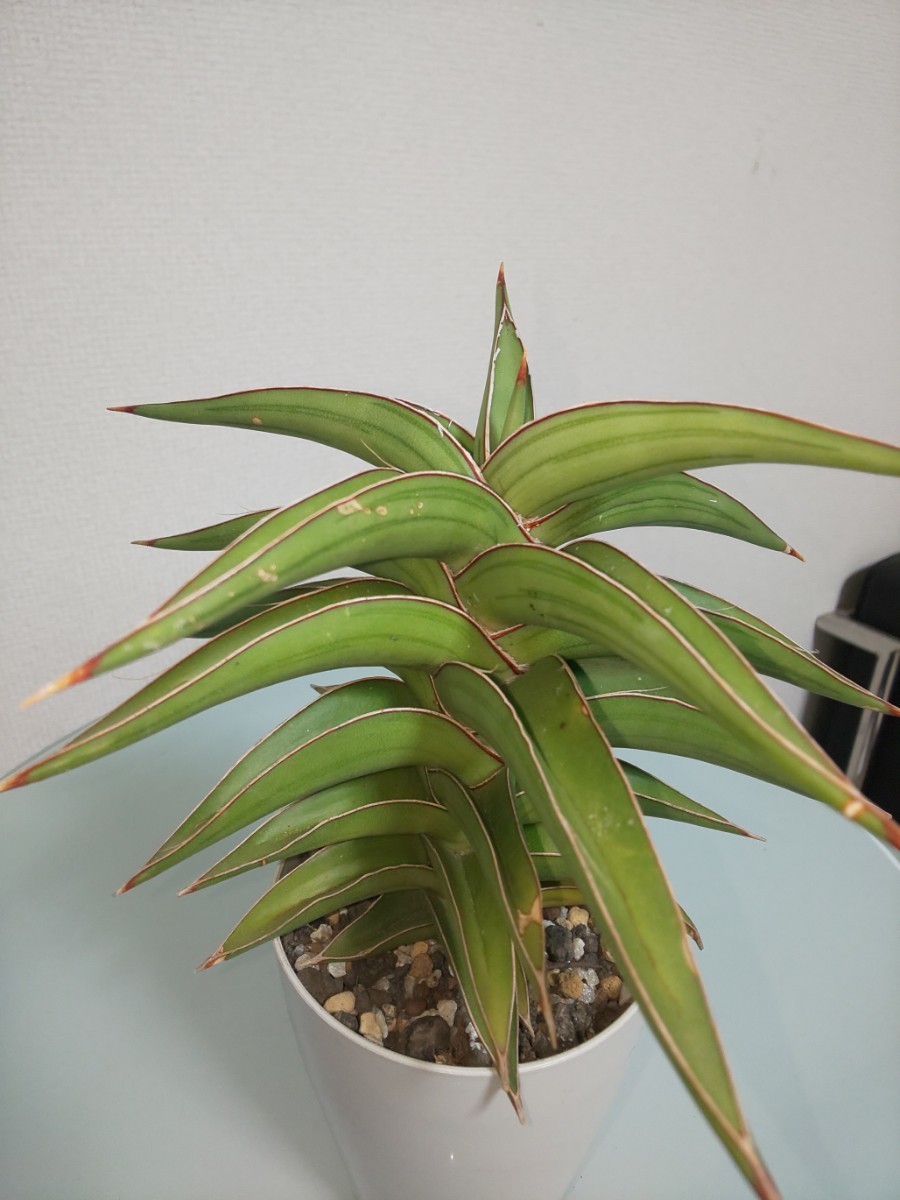 ラブラノス 23251 サンスベリア Sansevieria Lavranos ラブラノス 23251 サンスベリア Sansevieria Lavranos