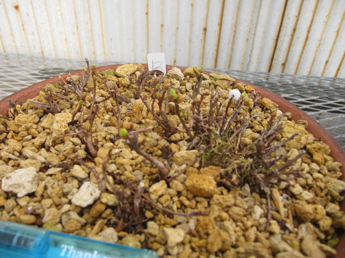 人気急上昇 山野草 超希少白花 エゾツツジ 大株 丸B versatho.com.br