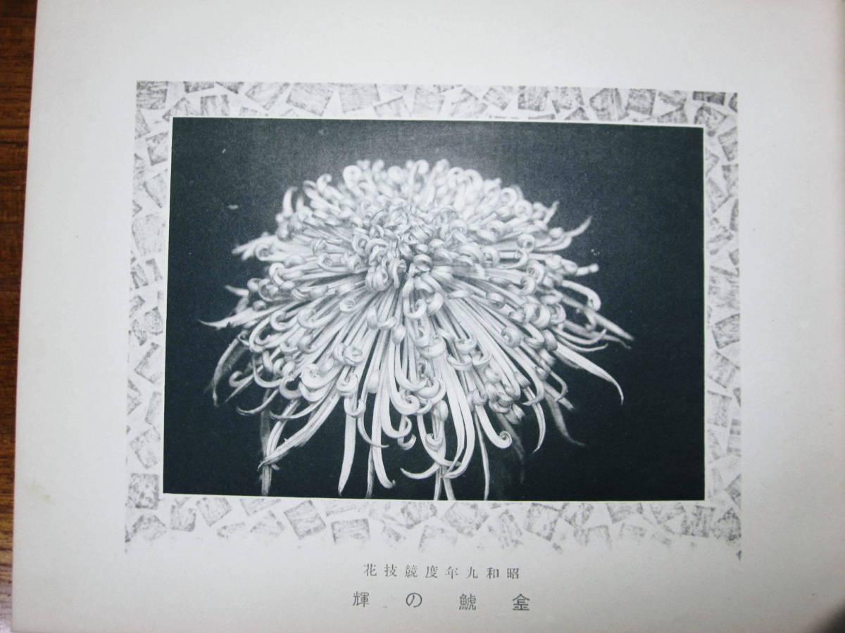  gold castle. ./ chrysanthemum photoalbum # gold castle .../ Showa era 9 year / the first version / not for sale 