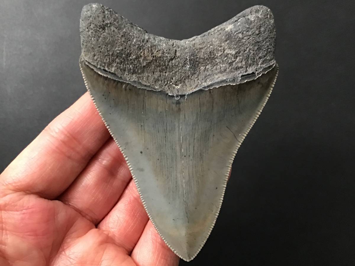 サメ 歯 化石 メガロドン [MG212] サメの歯 鮫の歯 鮫 歯 牙-