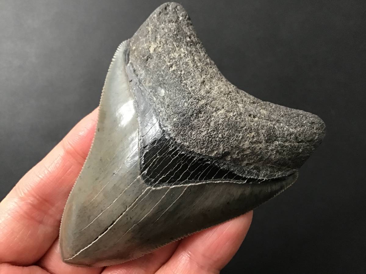 サメ 歯 化石 メガロドン [MG212] サメの歯 鮫の歯 鮫 歯 牙(化石