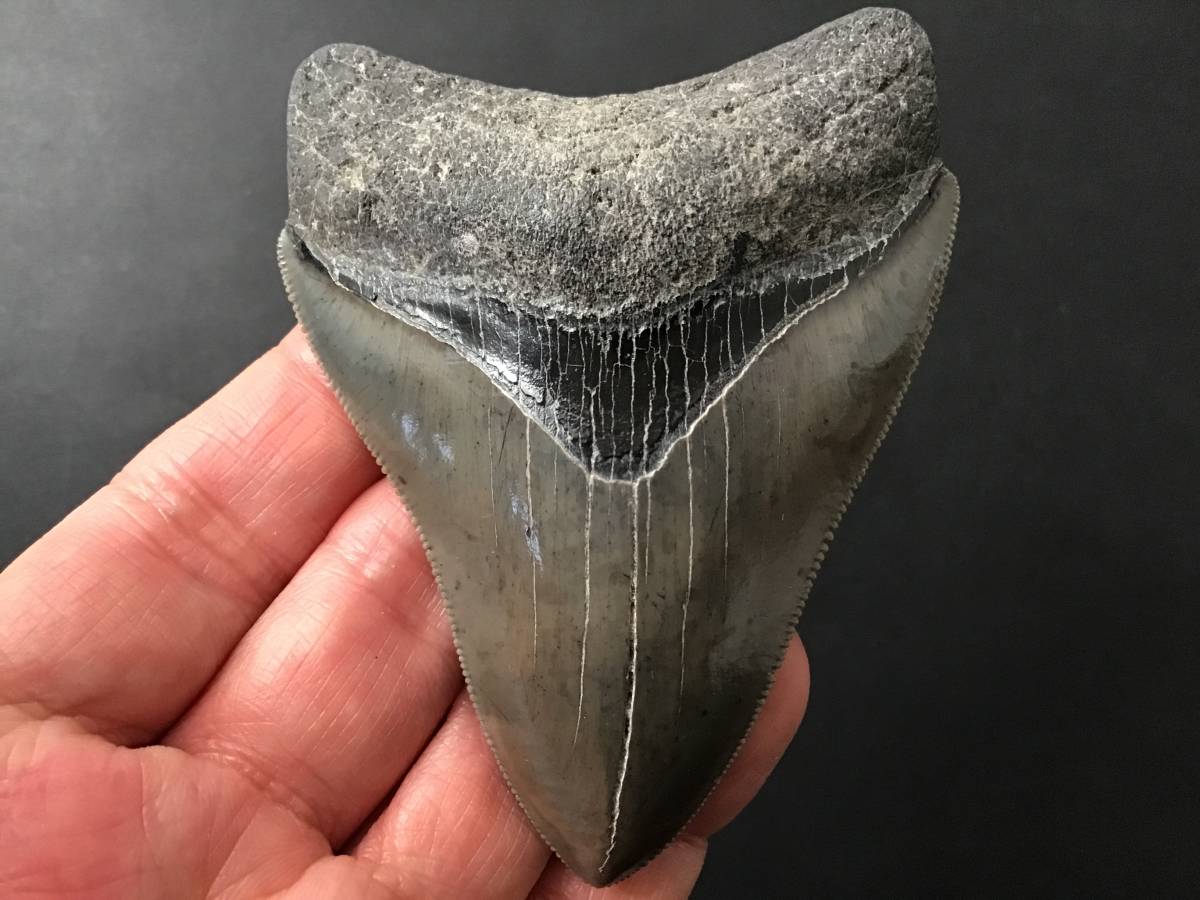 サメ 歯 化石 メガロドン [MG212] サメの歯 鮫の歯 鮫 歯 牙-