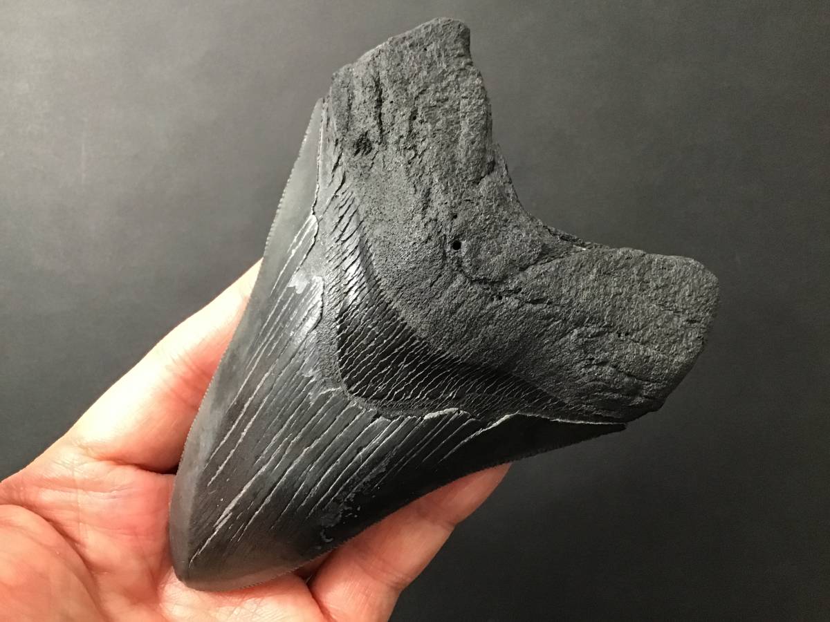 サメ 歯 化石 メガロドン [MG211] サメの歯 鮫の歯 牙-