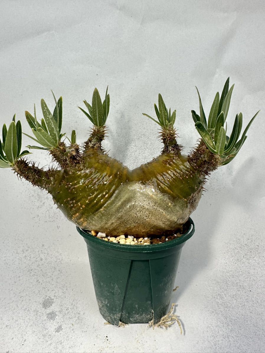 パキポディウム グラキリス 多頭 ダブルヘッド Pachypodium パキポディウム グラキリス 多頭 ダブルヘッド Pachypodium
