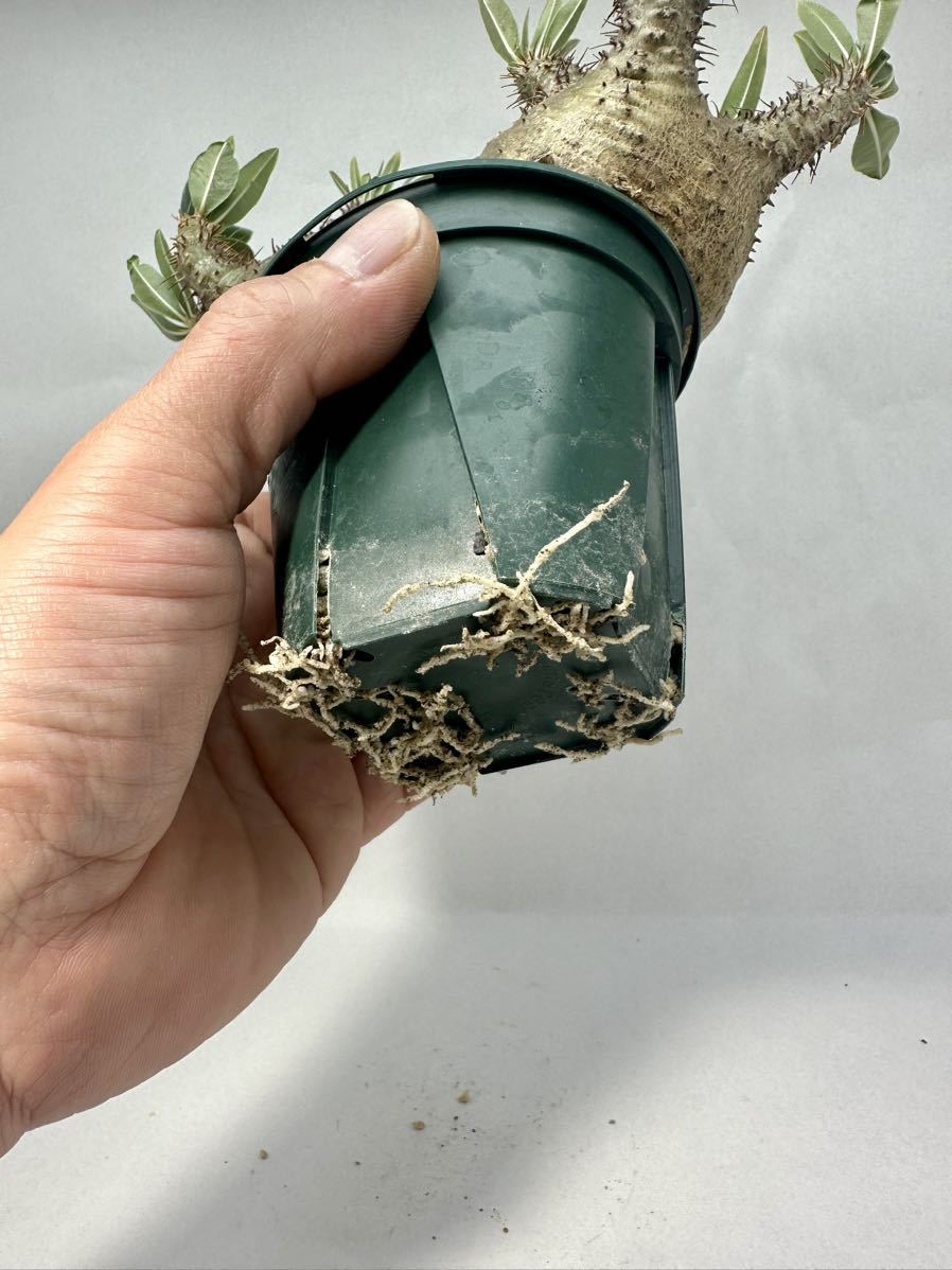 パキポディウム グラキリス 多頭 ダブルヘッド Pachypodium パキポディウム グラキリス 多頭 ダブルヘッド Pachypodium