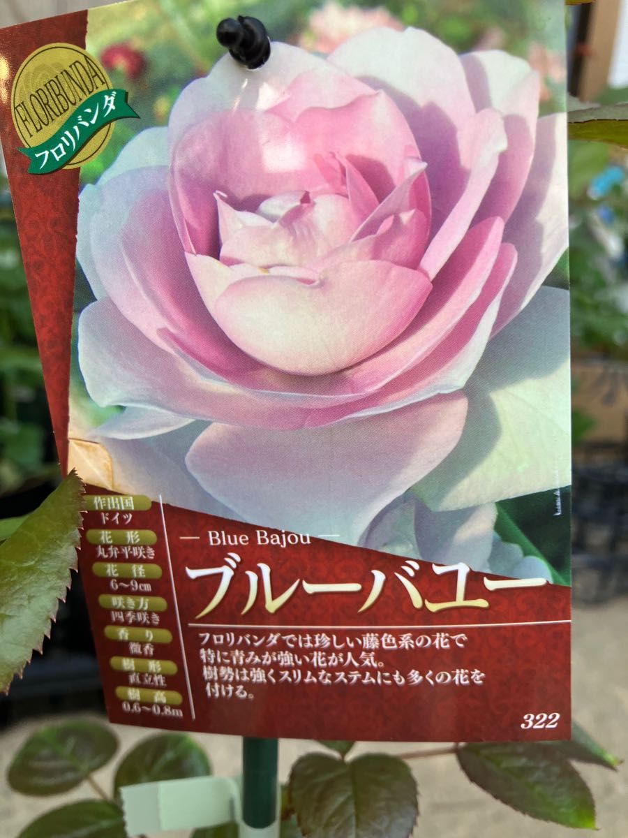 接木新苗　薔薇苗　香り薔薇　強健　接木苗　バラ　バラ苗　薔薇苗