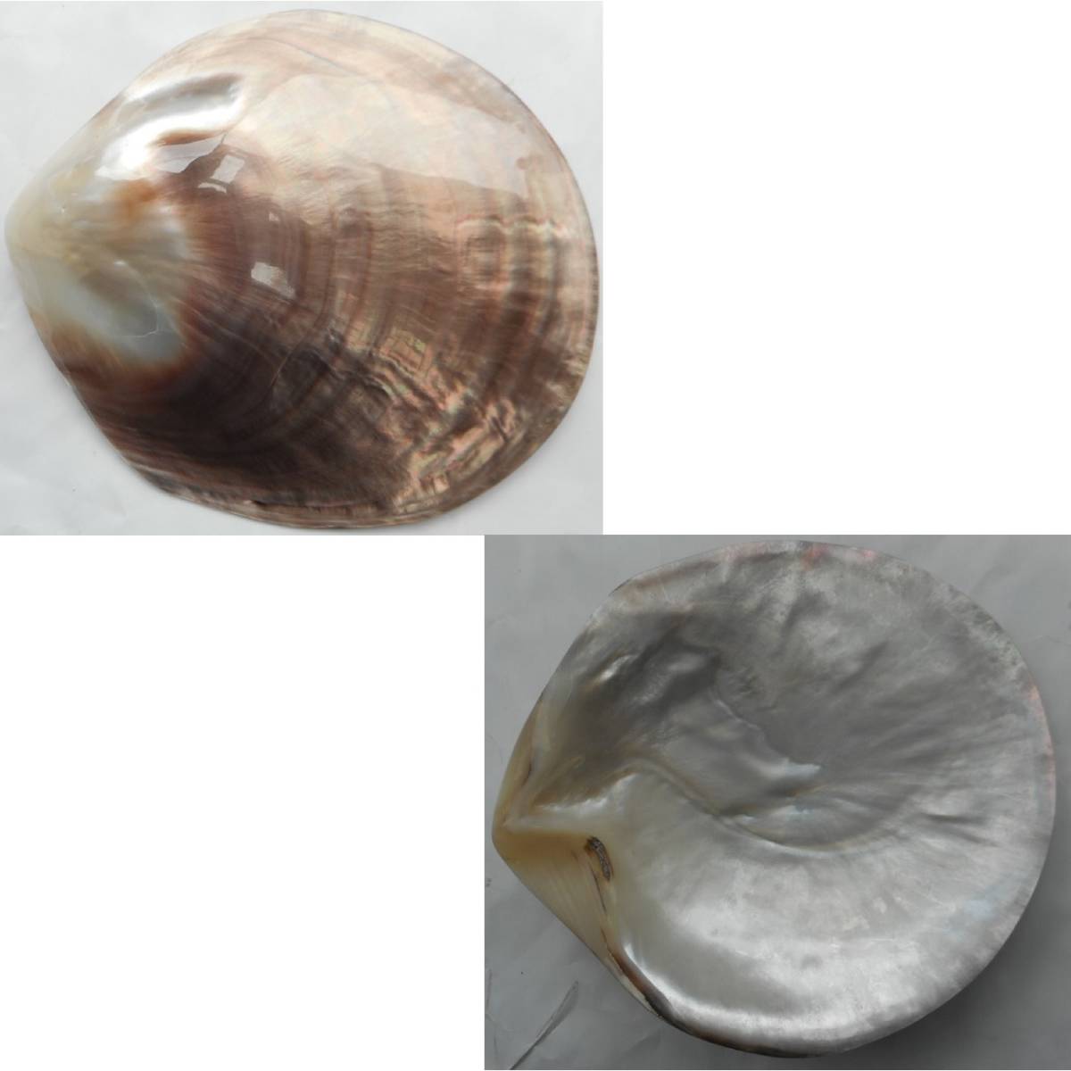 自然 貝殻 貝皿 アコヤ貝 3枚 真珠貝皿 菓子皿 突出し皿 香皿 色々ご利用くださいの画像2