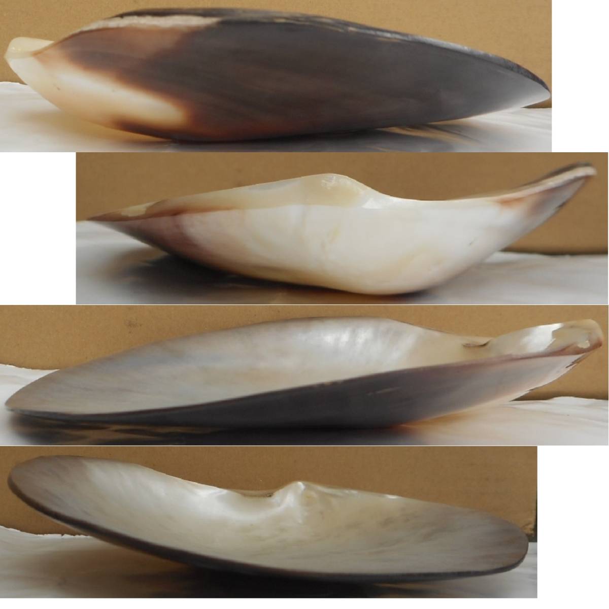 自然 貝殻 貝皿 アコヤ貝 3枚 真珠貝皿 菓子皿 突出し皿 香皿 色々ご利用くださいの画像3