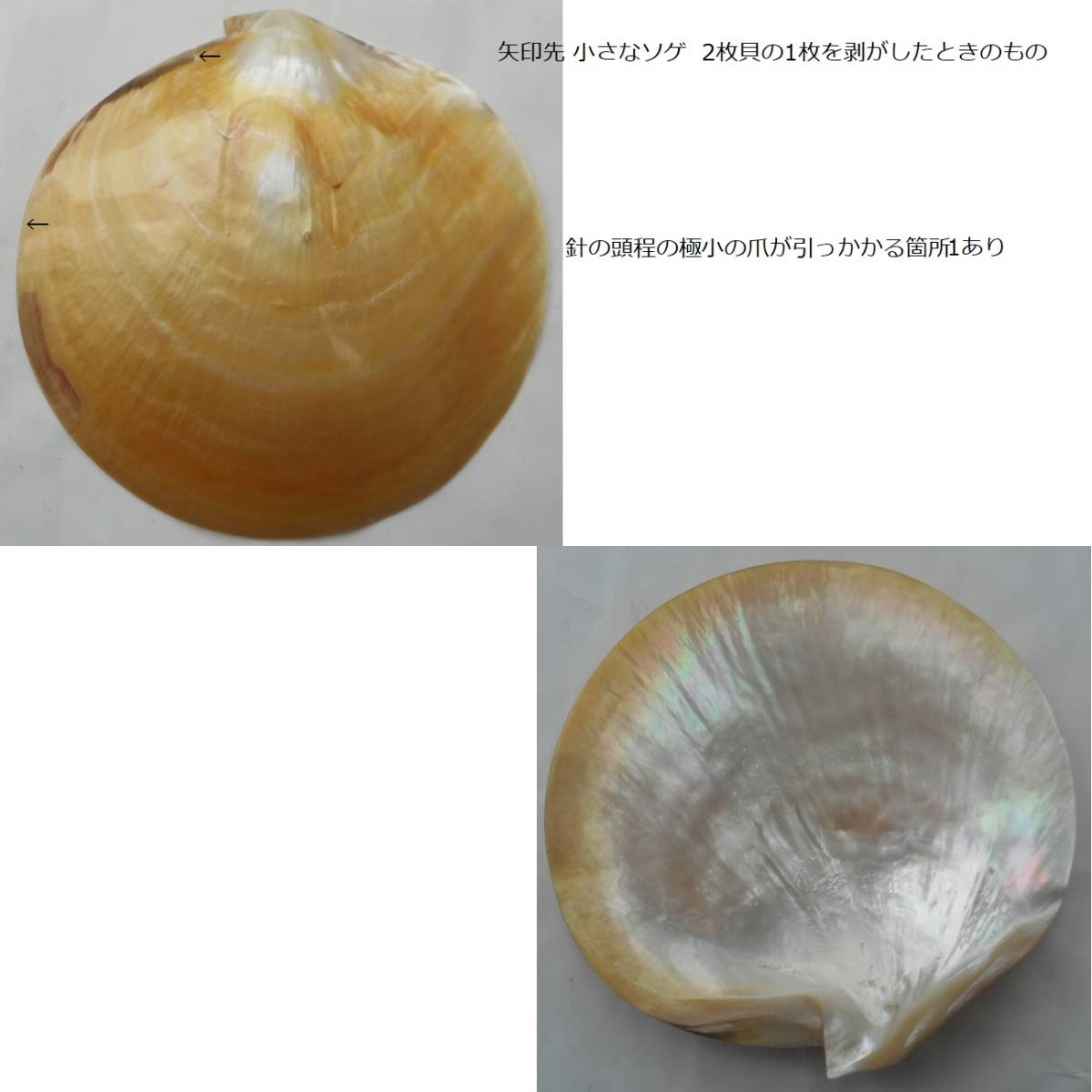 自然 貝殻 貝皿 アコヤ貝 3枚 真珠貝皿 菓子皿 突出し皿 香皿 色々ご利用くださいの画像4