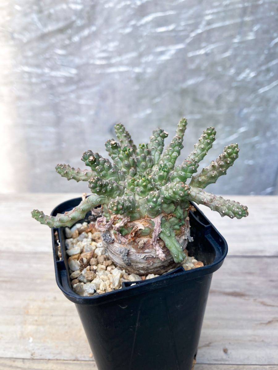 Euphorbia brevirama E105【良型】 ユーフォルビア ブレビラマ