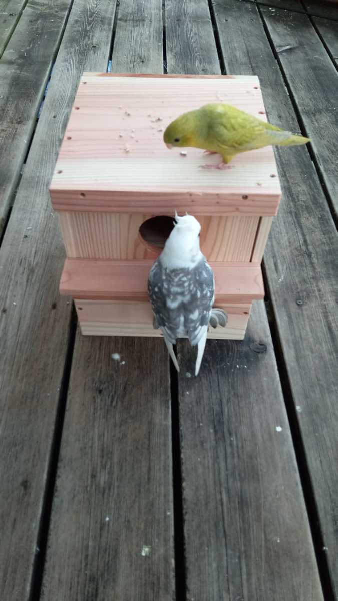 * medium sized parakeet. nest box *