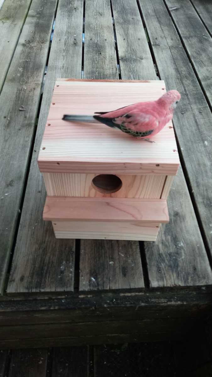 * medium sized parakeet. nest box *