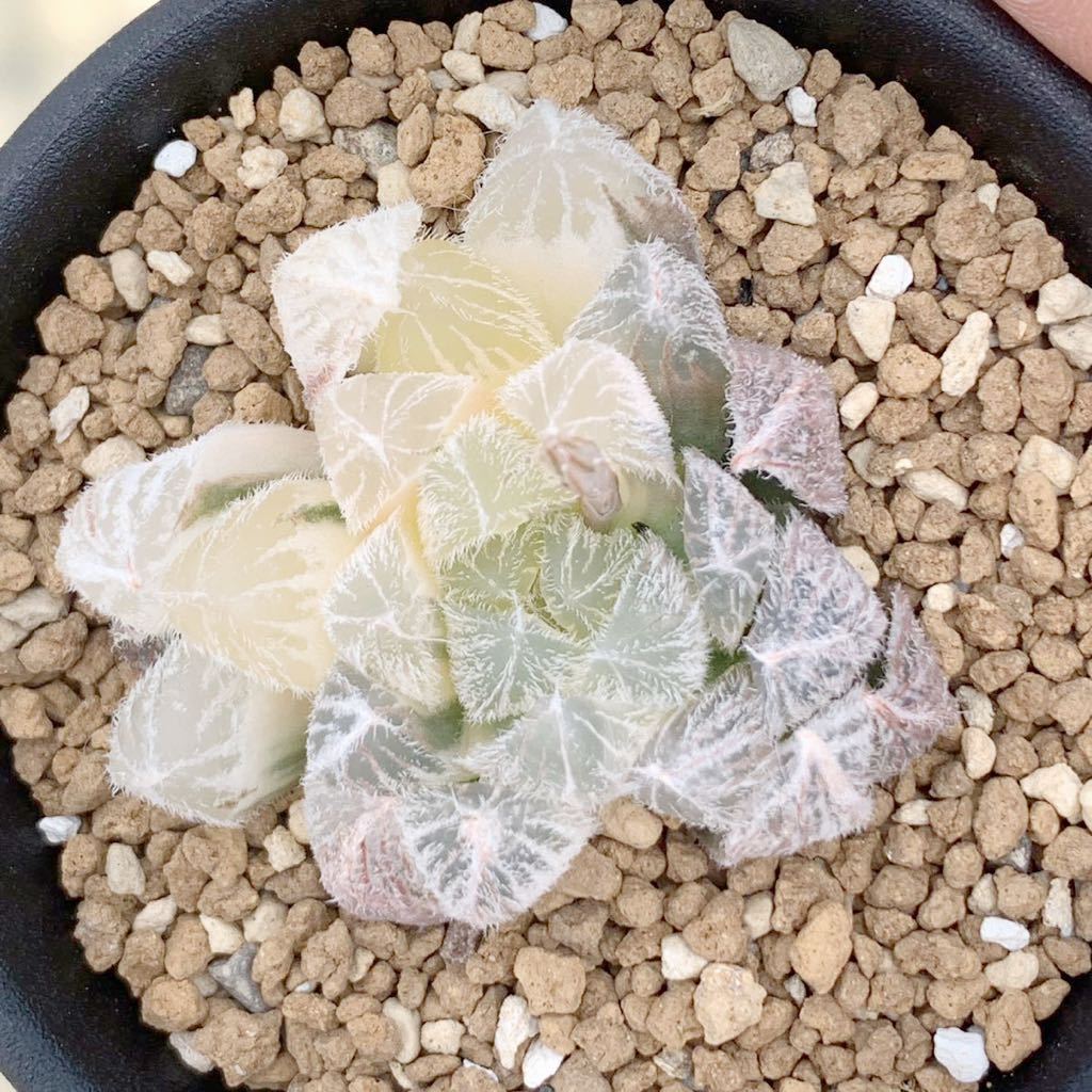 Yahoo!オークション - 多肉植物 ハオルチア ベヌスタ錦 九尾狐 糊斑 Yahoo!オークション - 多肉植物 ハオルチア ベヌスタ錦 九尾狐 糊斑