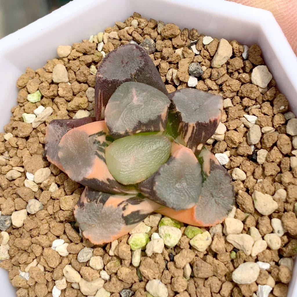 ベストセラー 多肉植物 ハオルチア 極上斑 山の翠 万象錦 植物/観葉
