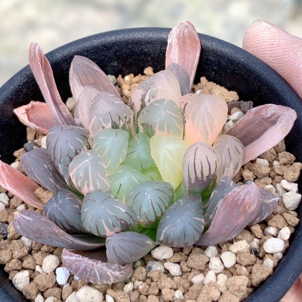 都庁採用 福島県庁採用 多肉植物 ハオルチア オブツーサ錦 OB-1糊斑