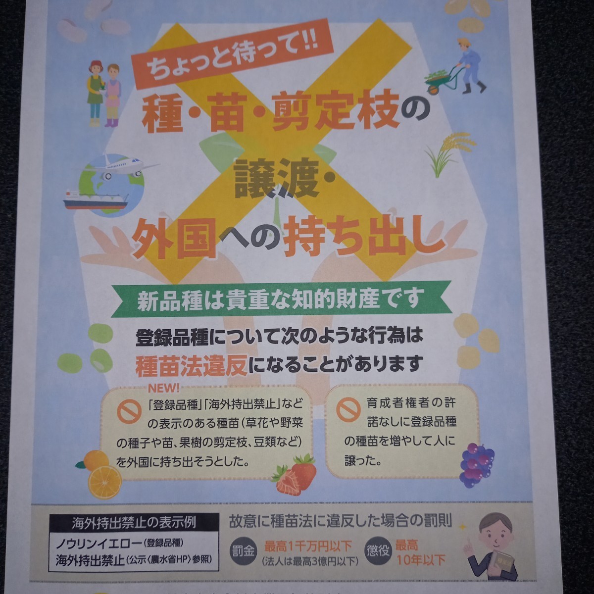 紅はるか苗200本4月下旬より順次発送正規販売店ウイルスフリー苗