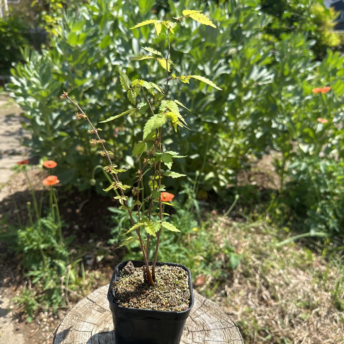  material zelkova keyaki bonsai material bonsai 