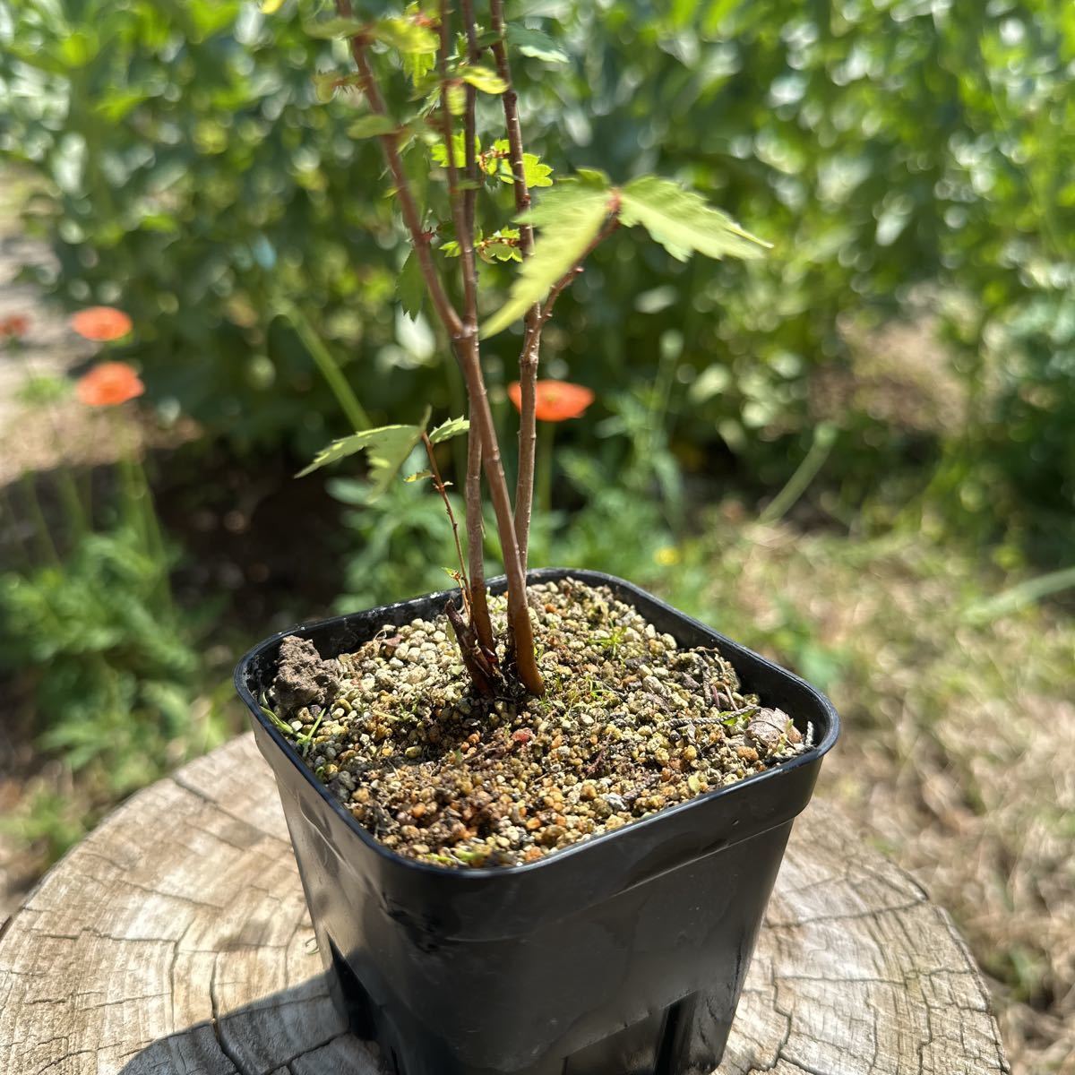  material zelkova keyaki bonsai material bonsai 