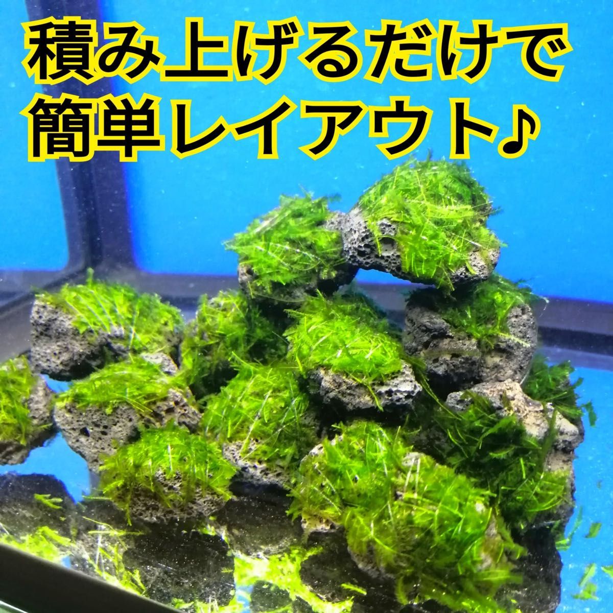 高価値 5個 南米ウィローモス 溶岩石 レッドビーシュリンプ