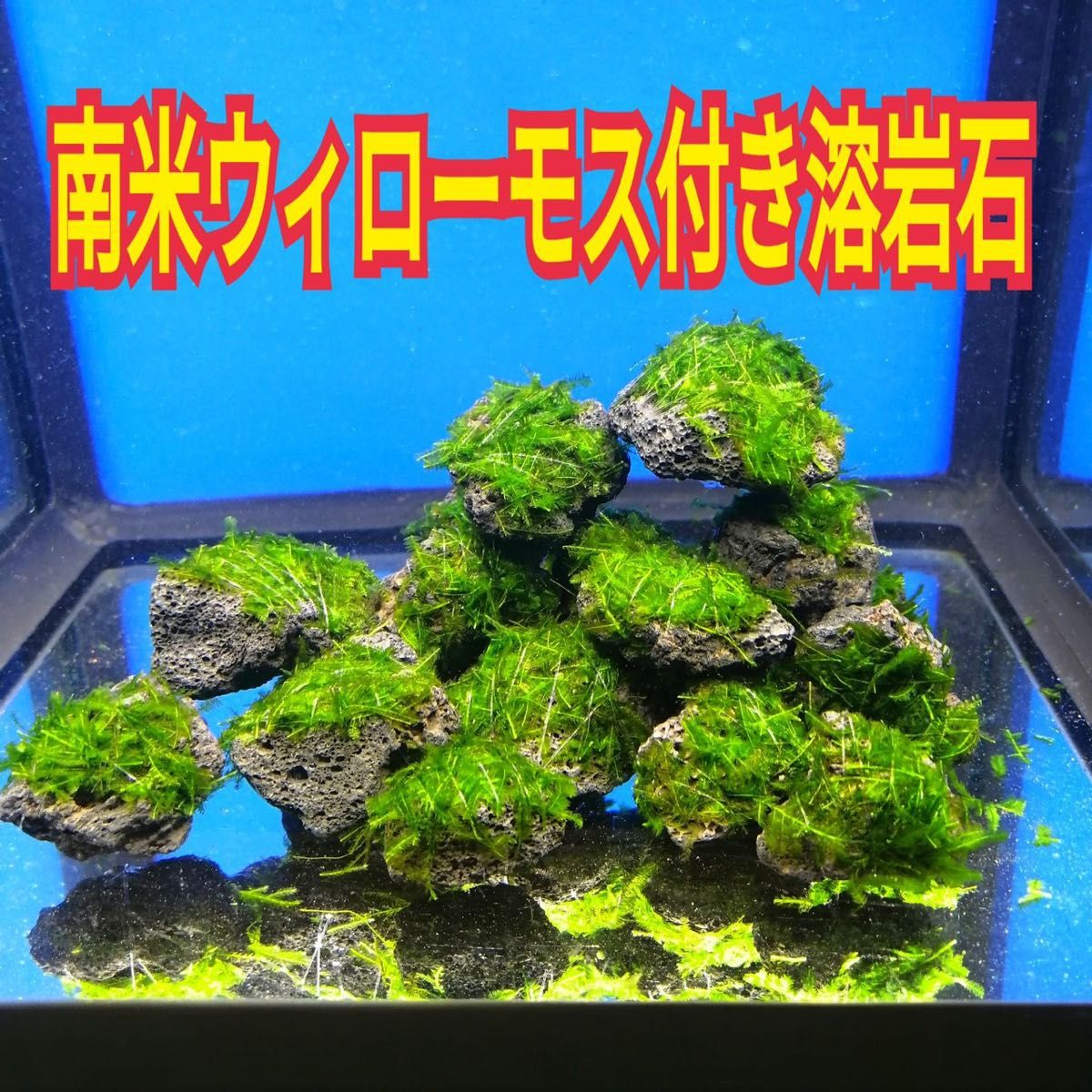 大切な人へのギフト探し 3個 南米ウィローモス 溶岩石 ヤマトヌマエビ
