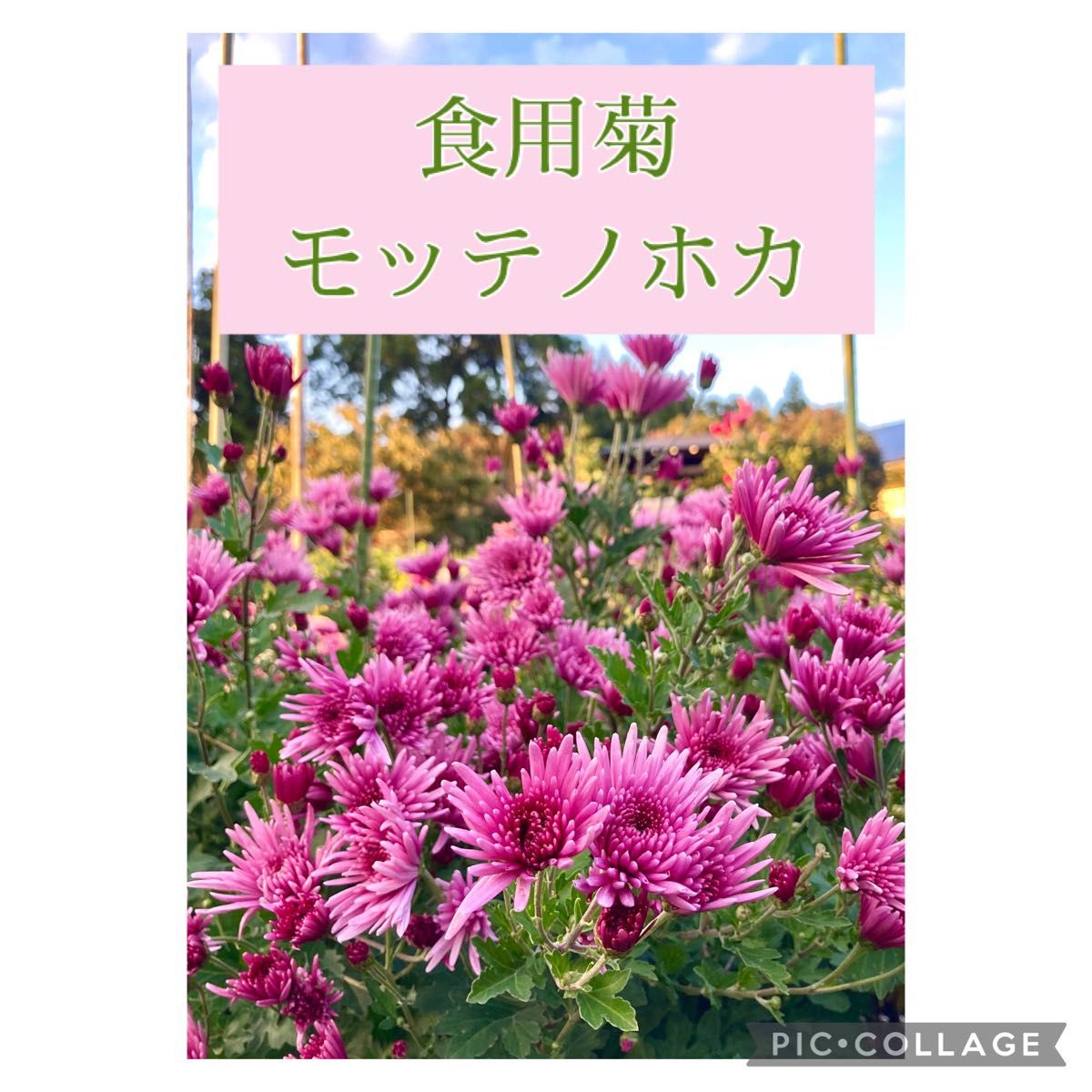 海外限定】 【花の苗】食用菊 苗 - htii.edu.kz