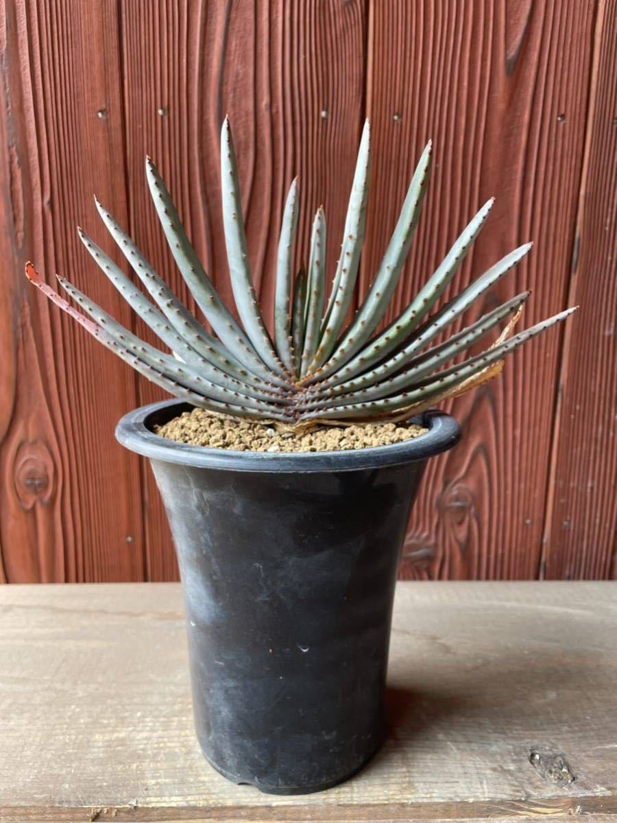 アロエ コンプレッサ シストフィラ Aloe compressa var アロエ コンプレッサ シストフィラ Aloe compressa var