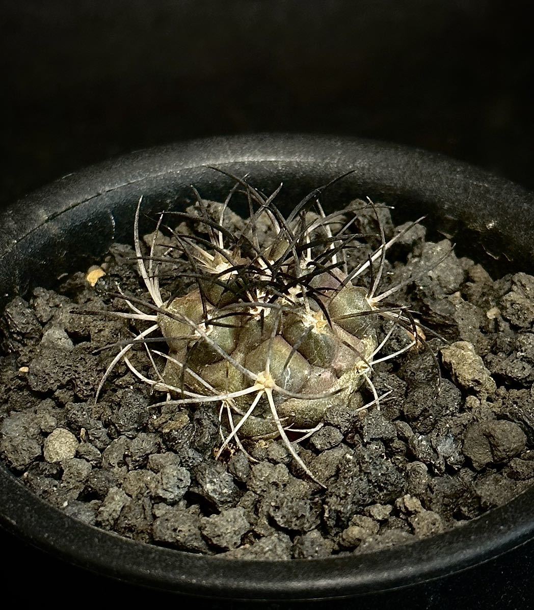 コピアポア グリセオビオラセア 栗星玉 Copiapoa griseoviolacea