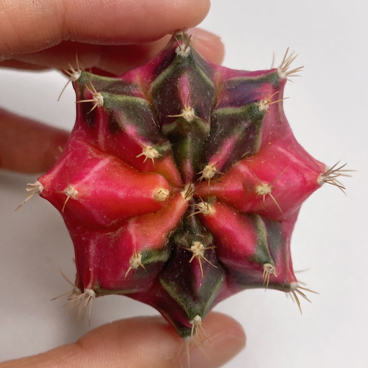ピンク系!多肉植物 サボテン ギムノカリキウム・ミハノビッチ錦 緋