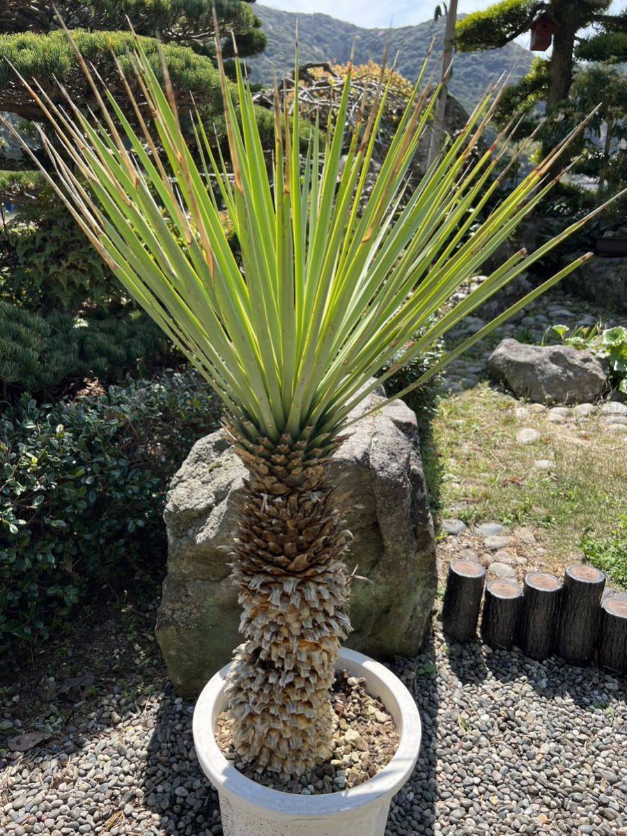ユッカ リギダ Yucca rigida ブルーユッカ シルバーブルー耐寒性 ユッカ リギダ Yucca rigida ブルーユッカ シルバーブルー耐寒性