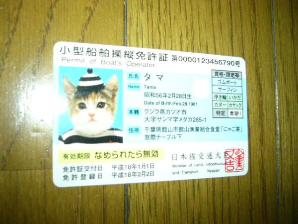 猫　なめ猫　小型船舶操縦　免許証カード　タマ　顔が大きい　ボーダーマリンルック　海　日本海か太平洋か　海外の沖にも出る　視力は良い_なめ猫.顔の大きいタマ.うるせぇ可愛いです