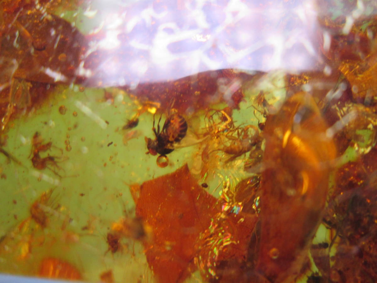 * insect entering natural amber. extra-large. loose 8cmx6,5x2,9cm 95,93g Colombia middle new .