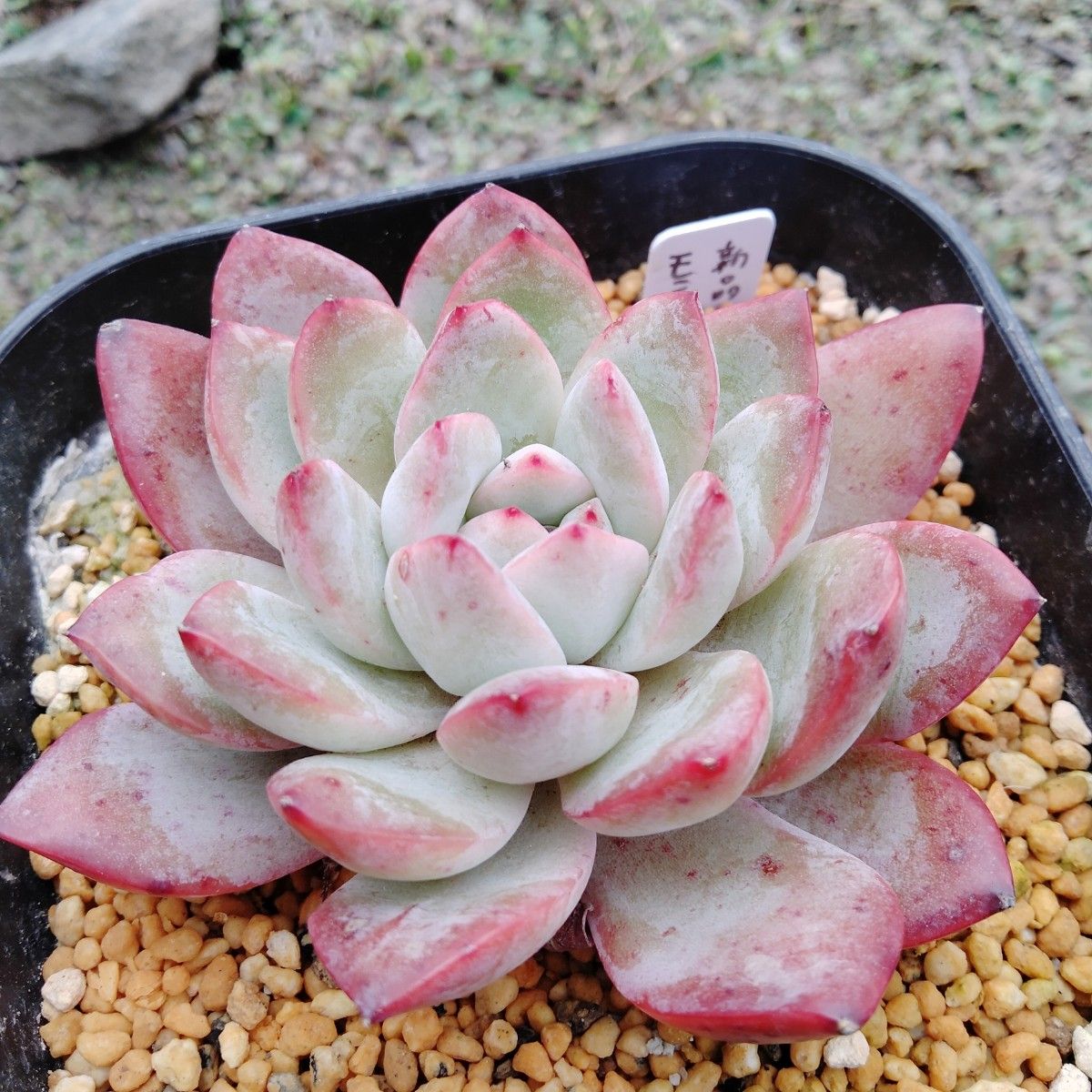 多肉植物 新品種モンローhyb 抜き苗|Yahoo!フリマ(旧PayPay 多肉植物 新品種モンローhyb 抜き苗|Yahoo!フリマ(旧PayPay