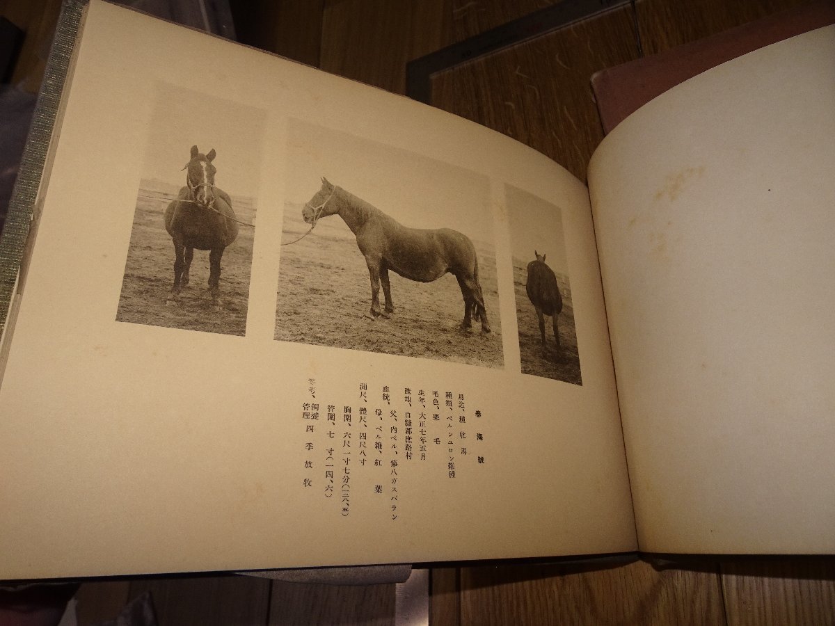 Rarebookkyoto F1B-138 日本釧路種馬画帖 写真集 釧路蓄産組合 1932