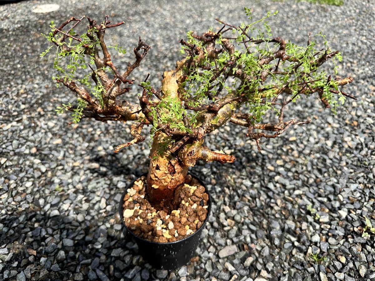 特選コレクション Commiphora sp. pinnate leaves コミフォラ・ピンネイトリーブス 『検索』パキプス グラキリスフォリアセア 灌木  塊根｜代購幫