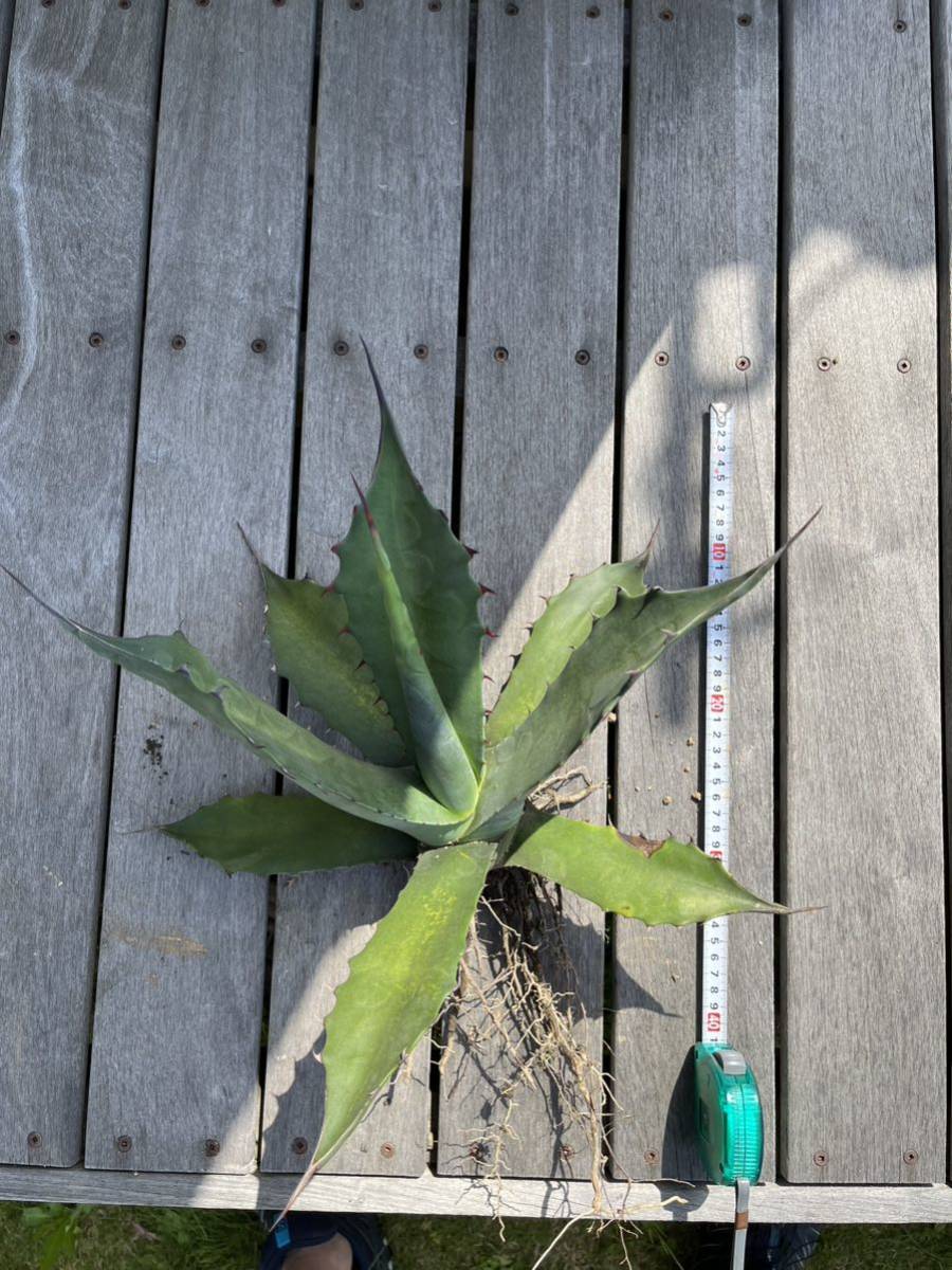 アガベ フェロックス agave ferox 地植え 抜き苗 良株 printsaja.co.id