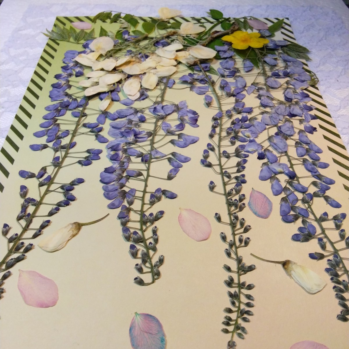 押し花 藤の花|Yahoo!フリマ(旧PayPayフリマ) 押し花 藤の花|Yahoo!フリマ(旧PayPayフリマ)
